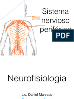 Clase Sistema Nervioso Periferico