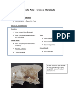 Anatomia Estrutural - Aula Crânio e Mandíbula - Prática