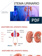 Sistema Urinario - Actualizado 2023