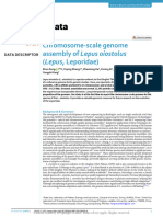 Chromosome-Scale Genome Assembly of Lepus Oiostolu