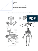 Unidad 4 - Actividades Sistema Osteo-Artro-Muscular