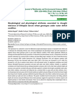 Morphological and Physiological Attributes Associated To Drought Tolerance of Ethiopian Durum Wheat Genotypes Under Water Deficit Condition