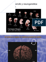 Neurodesarrollo y Neurogenética Del Desarrollo