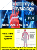 Nervous System