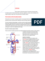 Human Circulatory System