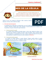 Funciones de La Célula para Quinto Grado de Primaria