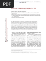 p53 in The DNA-Damage-Repair Process