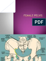 Femalepelvisppt