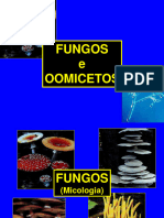 Fungos e Oomicetos 2019 D