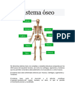 Sistema Óseo Tarea de Naomi