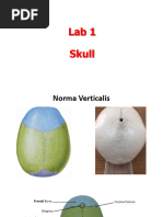 Lab 1 Skull