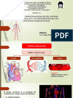 Sistema Cardiovascular