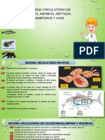 Sistema Circulatorio de Pesces - Anfibios - Reptiles - Mamiferos y Aves