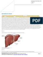 Anatomía Del Hígado