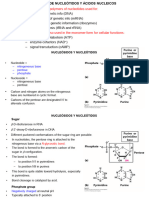 Tema 4. NucleÃ Tidos y Ã¡cidos Nucleicos. (2023)