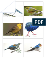 The New Zealand Bird Flashcards