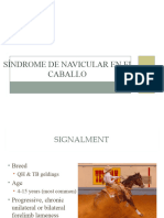 Clase 22 D-Navicular 