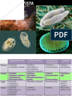 Protista