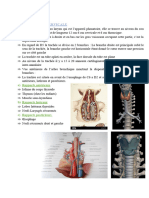 Anatomie Du Systeme Respiratoire