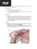 Angiologia Cintura Escapular