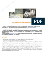 Les Colibacilloses Des Lapins