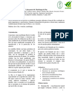 Análisis y Resultadosflor-4