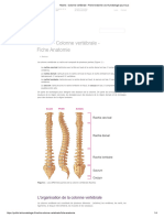 Rachis - Colonne Vertébrale - Fiche Anatomie - La Rhumatologie Pour Tous