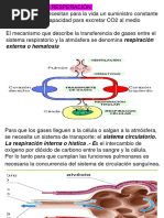 BF DE LA RESPIRACIÒN 2024