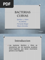 Bacterias Curvas