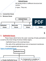 Epithelial Tissue