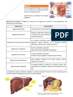 Higado, VB y Pancreas