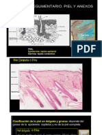 08-Sistema Endocrino - Nervioso - Piel