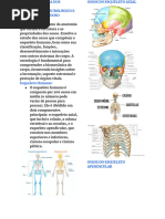 Morfofisiologia Dos Sistemas