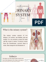 Urinary System