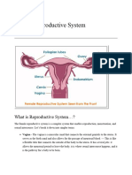 Female Reproductive System