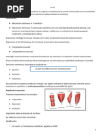 Lesiones Musculares