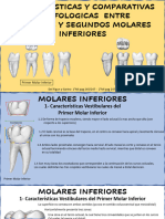 Primer y Segundo Molar Inferior