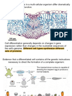 Regulation of Gene Expression - Ourvle