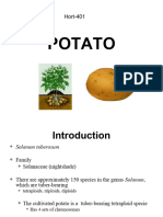 Potato