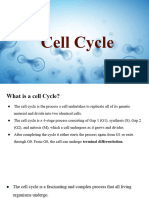 Cell Cycle