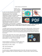 Acidos Nucleicos Completo