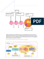 Molécula de ATP