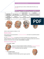 T 5 Anatomia