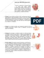 Partes Del Sistema Digestivo