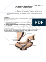 Q Bladder L1 +2