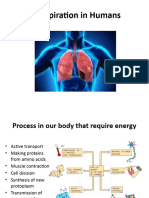 Respiration in Humans