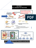 Key Concepts About Cells: Diversity & Functions