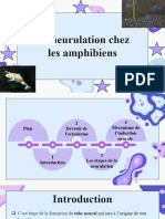 Présentation Neurulation