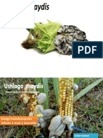 Huitlacoche Inoculación