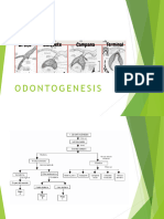 Odontogenesis